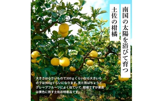 先行予約 土佐の柑橘 土佐文旦 10kg 詰め合わせ ちょっと訳あり （皮むき機）付き 文旦 ぶんたん ブンタン 柑橘 高知県 高知 返礼品 故郷納税 18000円 果物 くだもの フルーツ お取り寄せ 美味しい おいしい ご家庭用 ご自宅用 規格外サイズ 傷 訳あり