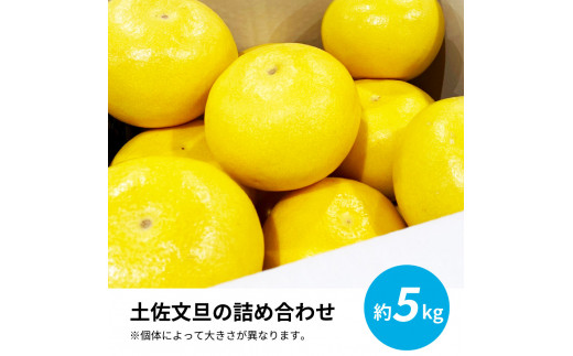 先行予約 土佐の柑橘 土佐文旦 5kg 詰め合わせ 文旦 5キロ ぶんたん 柑橘 高知県 高知 返礼品 故郷納税 14000円 果物 くだもの フルーツ お取り寄せ 美味しい おいしい ギフト プレゼント 贈答品 お歳暮 御歳暮 贈り物 熨斗 のし 常温