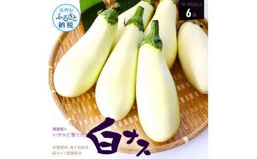 å
è¡äºçŽ çœãã¹6æ¬ - ãªã èå 1æ¬180gä»¥äž éè æ°é®® çŸå³ãã ã°ã©ã¿ã³ ã·ãã¥ãŒ ã©ã¿ãã¥ã€ãŠ æŽé£ åé£ æç ãåãå¯ã ãµãããšã®ããã æ
é·çŽçš 6000å è¿ç€Œå é«ç¥ç é«ç¥