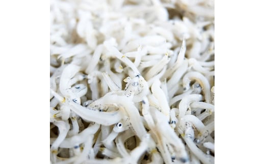 釜あげちりめんセット 1.5kg 1.5キロ タレ付き 500g×3袋 シラス 小分け おじゃこ ちりめんじゃこ ふわふわ 国産 釜揚げ しらす丼 海鮮丼 ごはん ご飯 おにぎり おかず お取り寄せ 美味しい