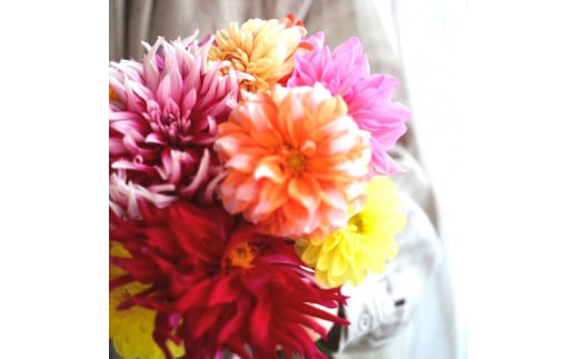 《12ヵ月定期便》 ダリア 花束 初回花瓶付 定期便 定期コース 全12回 延命剤付き ラッピング 花びん 生花 花束 ブーケ 花 お花 おすすめ 可愛い キレイ おしゃれ 自宅 職場 ギフト