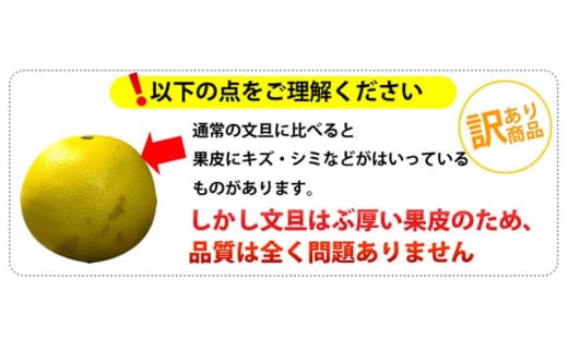 ワケあり土佐文旦(※シミ・キズあり) 10kg・ サイズおまかせ 産地直送 フルーツ 果物 在庫限り