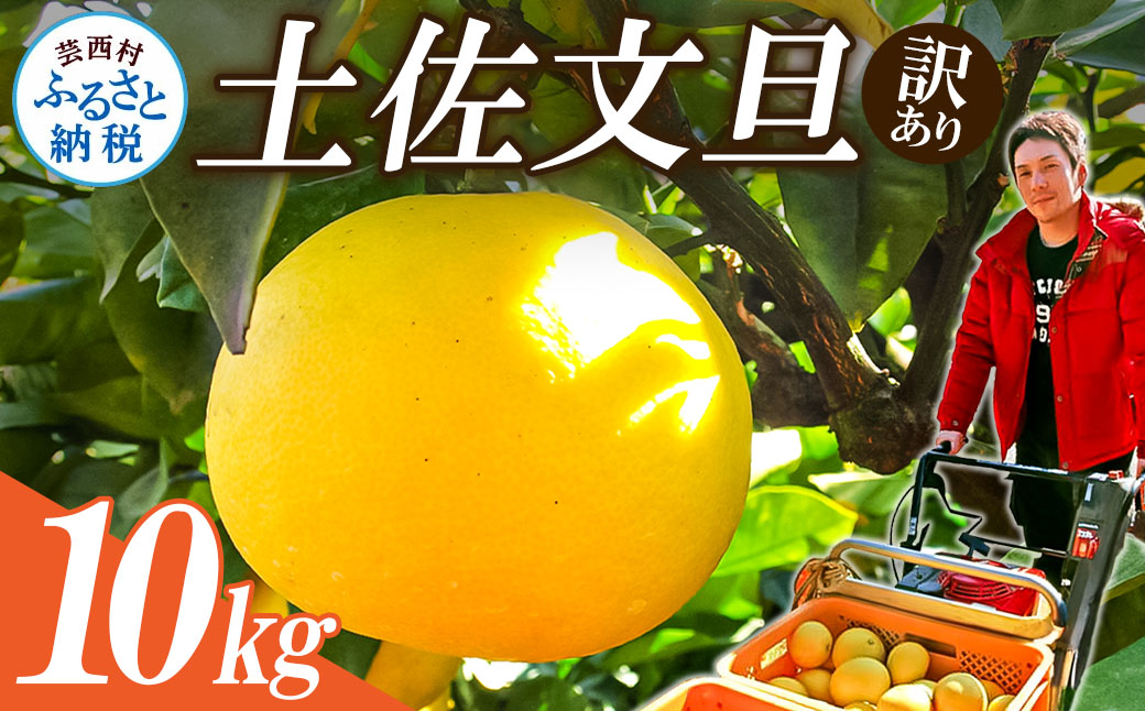 【先行予約】ワケあり土佐文旦(※シミ・キズあり) 10kg・ サイズおまかせ 産地直送 フルーツ 果物 在庫限り
