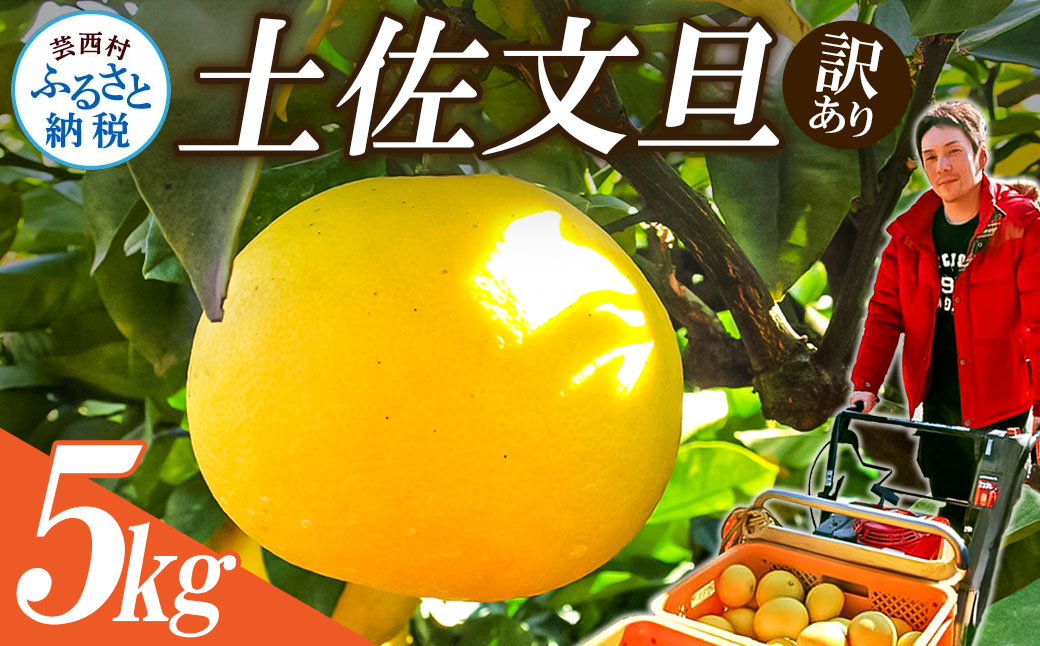 【先行予約】“高知県産”ワケあり土佐文旦（※シミ・キズあり）5kg・サイズおまかせ