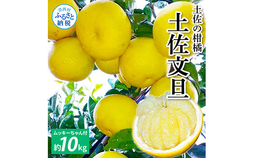 先行予約 土佐の柑橘 土佐文旦 10kg 詰め合わせ （皮むき機）付き 文旦 ぶんたん 10キロ 柑橘 高知県 高知 返礼品 故郷納税 25000円 果物 くだもの フルーツ お取り寄せ 美味しい おいしい ギフト プレゼント 贈答品 贈り物 お歳暮 熨斗 のし 常温