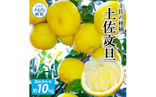 先行予約 土佐の柑橘 土佐文旦 10kg 詰め合わせ 文旦 ぶんたん 10キロ 柑橘 高知県 高知 返礼品 故郷納税 23000円 果物 くだもの フルーツ お取り寄せ 美味しい おいしい ギフト プレゼント 贈答品 贈り物 お歳暮 御歳暮 熨斗 のし 常温