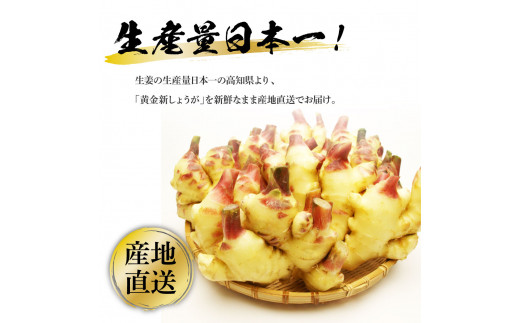 高知県産ハウス黄金新しょうが4kg - しょうが ショウガ 生姜 坂田信夫商店 新生姜 新鮮  黄金しょうが 高知 国産 生姜焼き しょうが湯 ふるさとのうぜい 故郷納税 16000円 返礼品