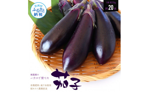 【先行予約】茄子（1本約70g）約20本入り - 高知県産 芸西村 ナス なす 野菜 新鮮 お取り寄せ 美味しい 煮浸し 味噌汁 麻婆茄子 料理 ふるさとのうぜい 故郷納税 6000円 返礼品 高知県 高知