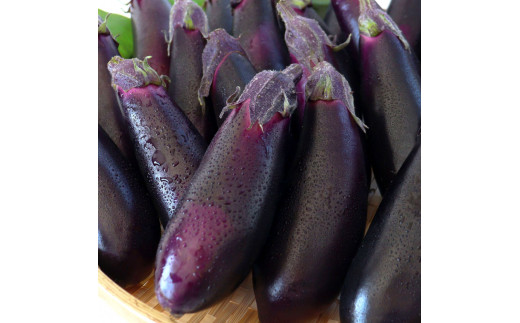 【先行予約】茄子（1本約70g）約20本入り - 高知県産 芸西村 ナス なす 野菜 新鮮 お取り寄せ 美味しい 煮浸し 味噌汁 麻婆茄子 料理 ふるさとのうぜい 故郷納税 6000円 返礼品 高知県 高知