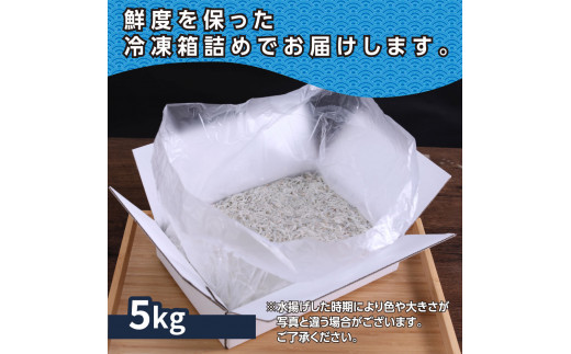 上物釜揚げシラス1kg×5個 合計5kg しらす シラス 釜揚げ 新鮮 塩分控えめ 赤ちゃん 子供 離乳食 しらす丼 海鮮丼 お茶漬け ごはん 冷凍配送 大量 しらすピザ 海鮮