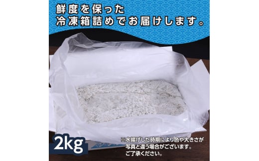 訳あり釜揚げシラス2kg 高知県産 釜揚げしらす 簡易梱包 わけあり 不揃い シラス 国産 釜揚げ 新鮮 しらす丼 海鮮丼 お茶漬け 冷凍配送 塩分控えめ お取り寄せ