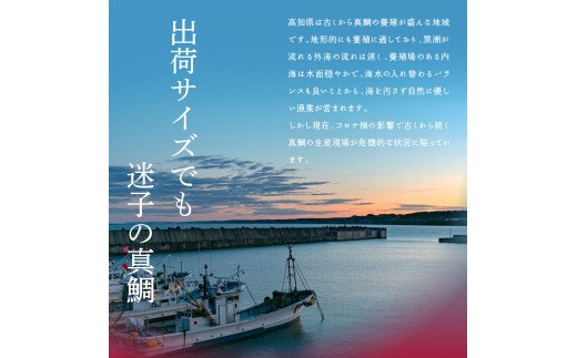 海鮮「真鯛の漬け丼の素」1食80g×5P＋「訳ありカツオのたたき」600g以上《迷子の真鯛を食べて応援 養殖生産業者応援プロジェクト》 応援 惣菜 そうざい冷凍 保存食 小分け パック 高知 海鮮丼 一人暮らし〈高知市共通返礼品〉