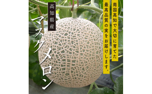 緊急支援　高知県産 高級マスクメロン（ご贈答・ギフト用）1玉入〈南国市共通返礼品〉【発送期間：4月〜12月（9カ月）】【1月〜3月は気候温度不安定の為出荷不可となります。】