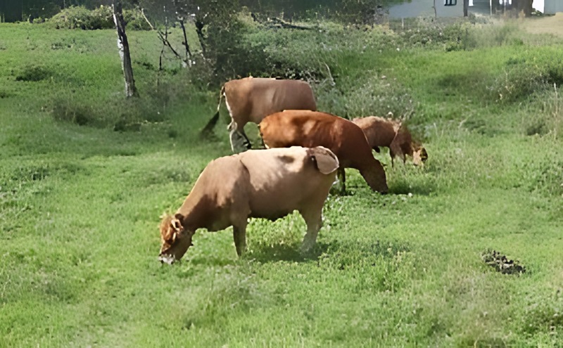 土佐あかうしモモスライス400g（200g×2パック）小分け