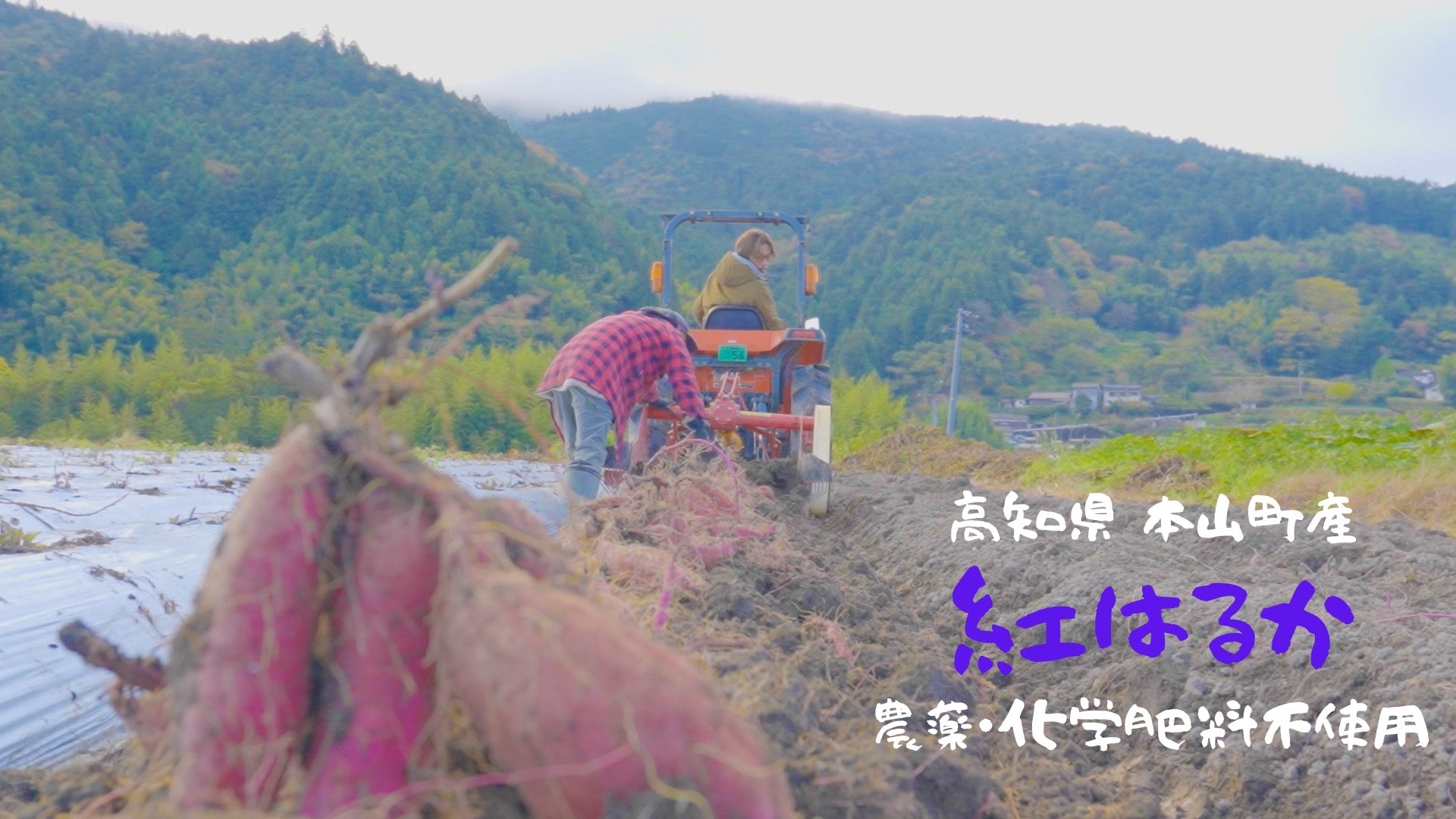 自然のままに。山下農園の超自然農法で育ったさつまいも（紅はるか）10kg