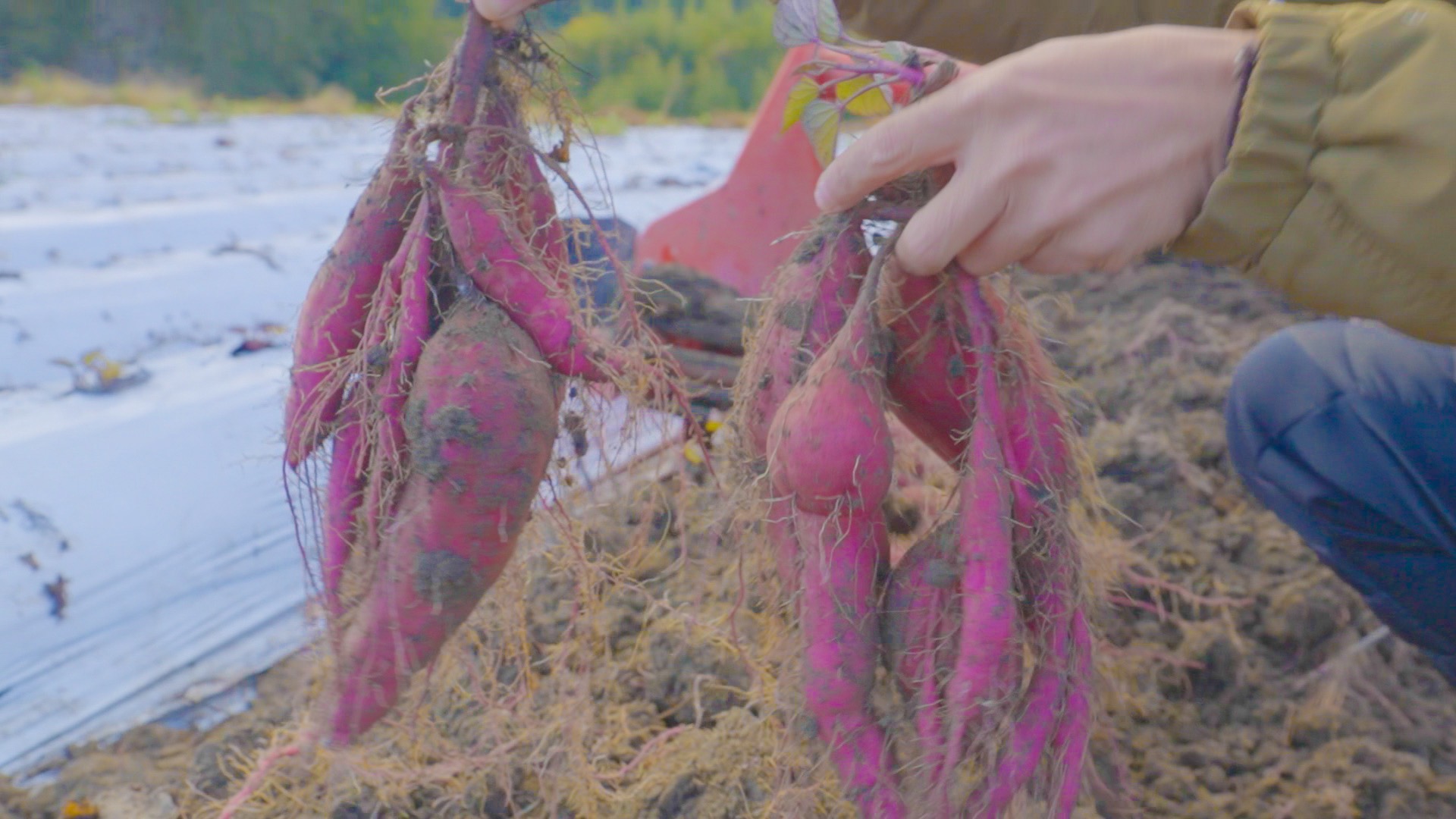 自然のままに。山下農園の超自然農法で育ったさつまいも（紅はるか）10kg