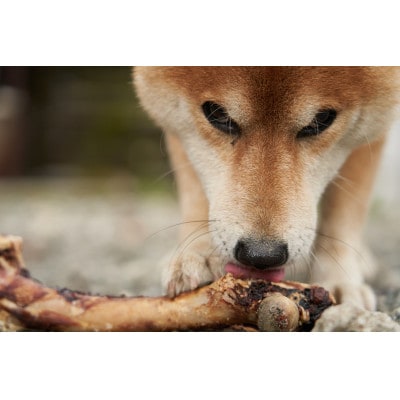 高品質!犬用鹿肉粗びきミンチ(冷凍生肉)【配送不可地域：離島】【1481851】