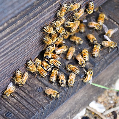 高知のお山の蜂蜜2種セット (土佐ゆず花ハチミツ&百花ハチミツ)【1496761】