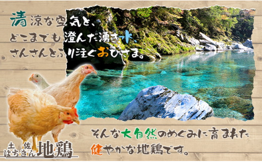 土佐はちきん地鶏 手羽先 1kg×2パック 計2kg 地鶏 鶏肉 とり肉 とりにく 肉 おつまみ 鶏 手羽 チキン 食品 高知県 大川村 F6R-026