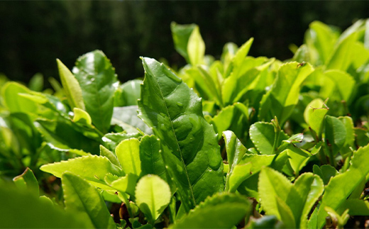 大川村の手摘み玉緑茶と紅茶セット（玉緑茶60g・紅茶30g）お茶 緑茶 紅茶 セット 茶葉 飲み比べ F6R-131