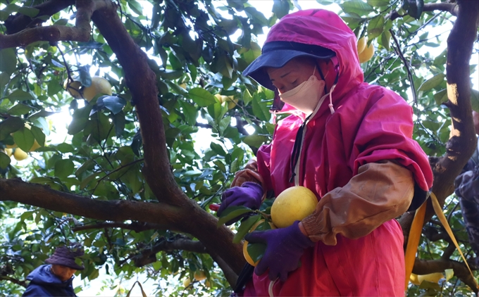 香る！さっぱり！岡林さんの土佐文旦　贈答用5kg