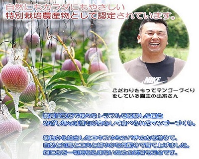 かおる・とろける！土佐マンゴー(2〜5個)×２箱