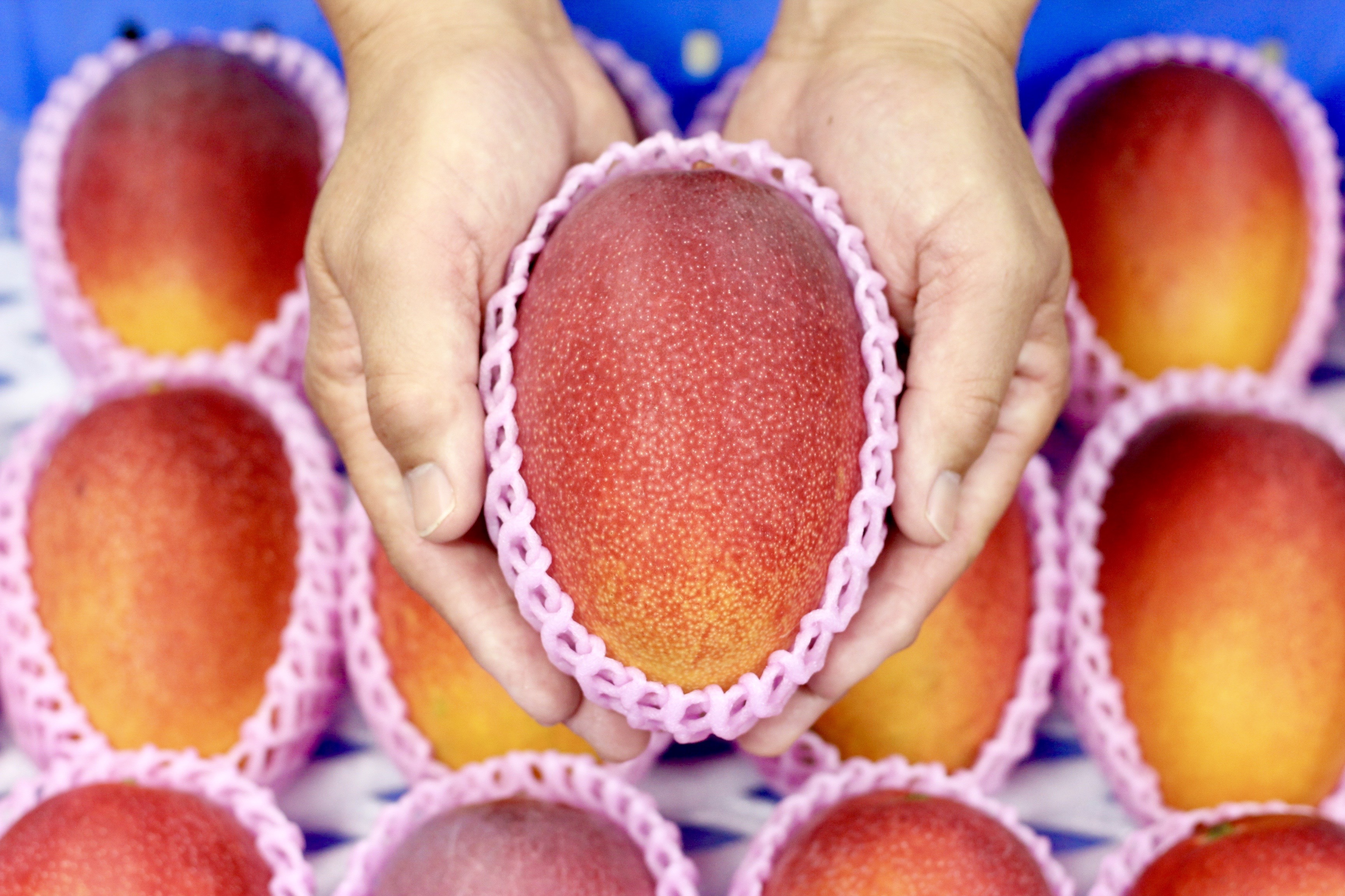 【母の日お届け】かおる・とろける！土佐マンゴー10個