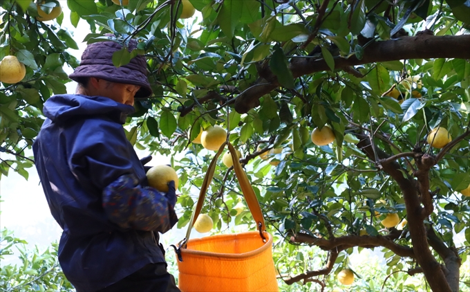 香る！さっぱり！岡林さんの土佐文旦　贈答用5kg