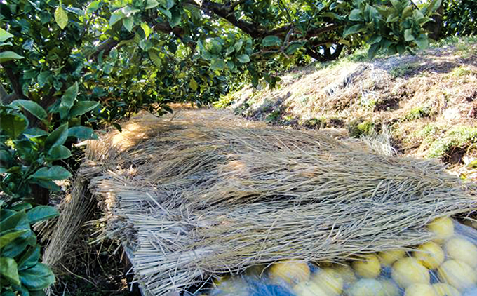 土佐文旦贈答用約5ｋｇ（高知ふるさと農園）　