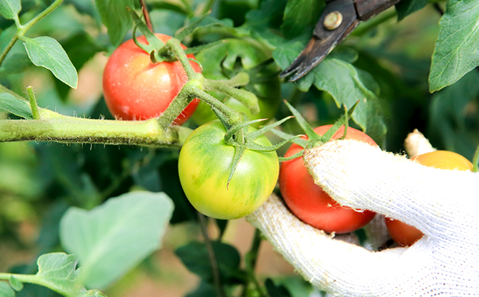 まっことうまい！水田さんのフルーツトマト【約２kg / 化粧箱入】
