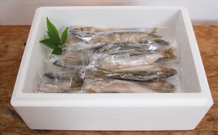 繝輔Ξ繝繧キ繝・繝槭シ繝医く繧キ繝「繝医&繧薙ョ螟ゥ辟カ魄趣シ亥キ蜃搾シ1kg