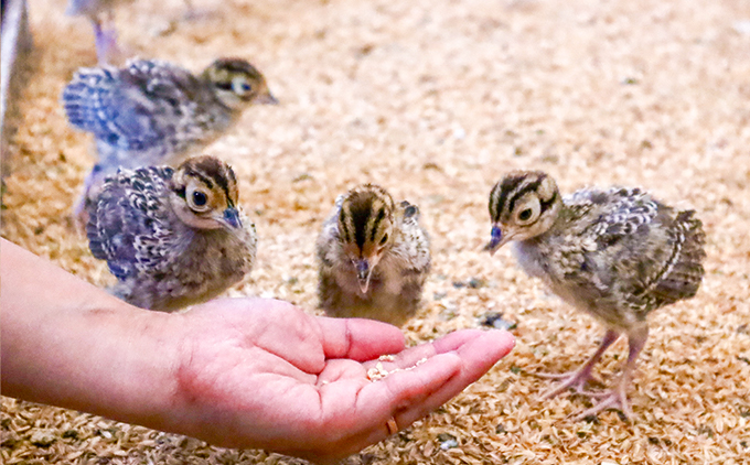縲舌″縺倩i縲大悄菴舌サ譛ャ蟾 謇狗ョア