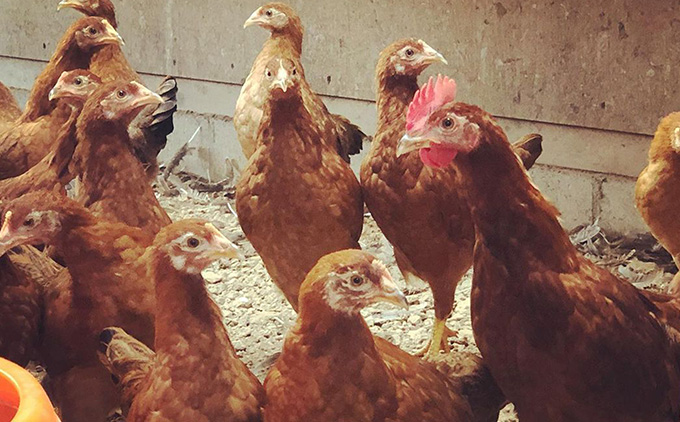 蝨滉ス舌ず繝ュ繝シ蜊オ縺ョ邀ウ邊峨ヵ繧」繝翫Φ繧キ繧ァシ茨シ募具シ