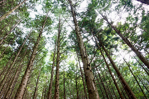 ãSDGsããã®çºãªãªãžãã«æšè£œã³ãŒã¹ã¿ãŒã»ãã(æºå€ªããïŒçš®)