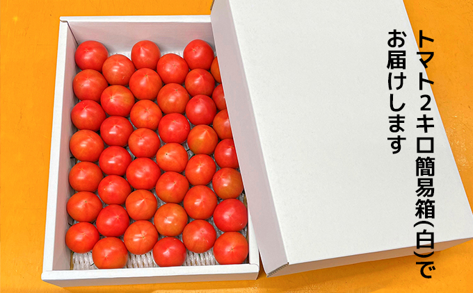 まっことうまい！水田さんのフルーツトマト【約２kg×3箱 / 簡易箱入】