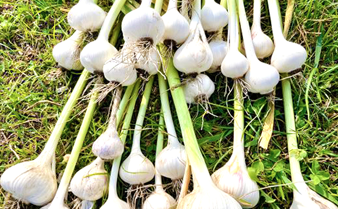 鮟偵↓繧薙↓縺上悟悄菴舌ョ髫縺礼脂縲阪2陲凝250g