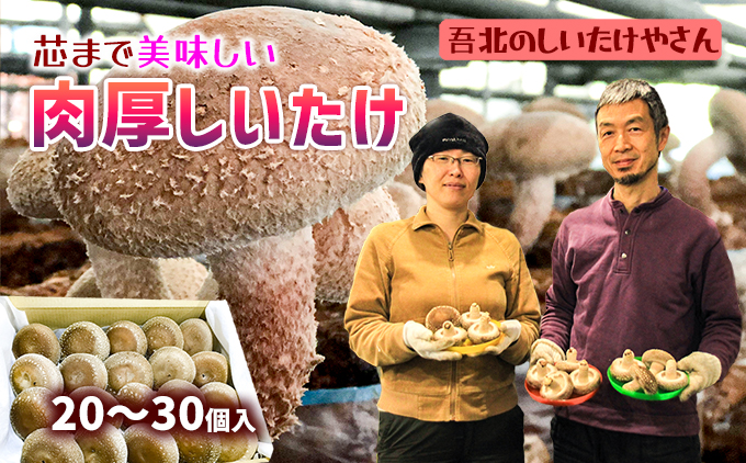 【2025年11月頃から発送】芯まで美味しい肉厚しいたけ