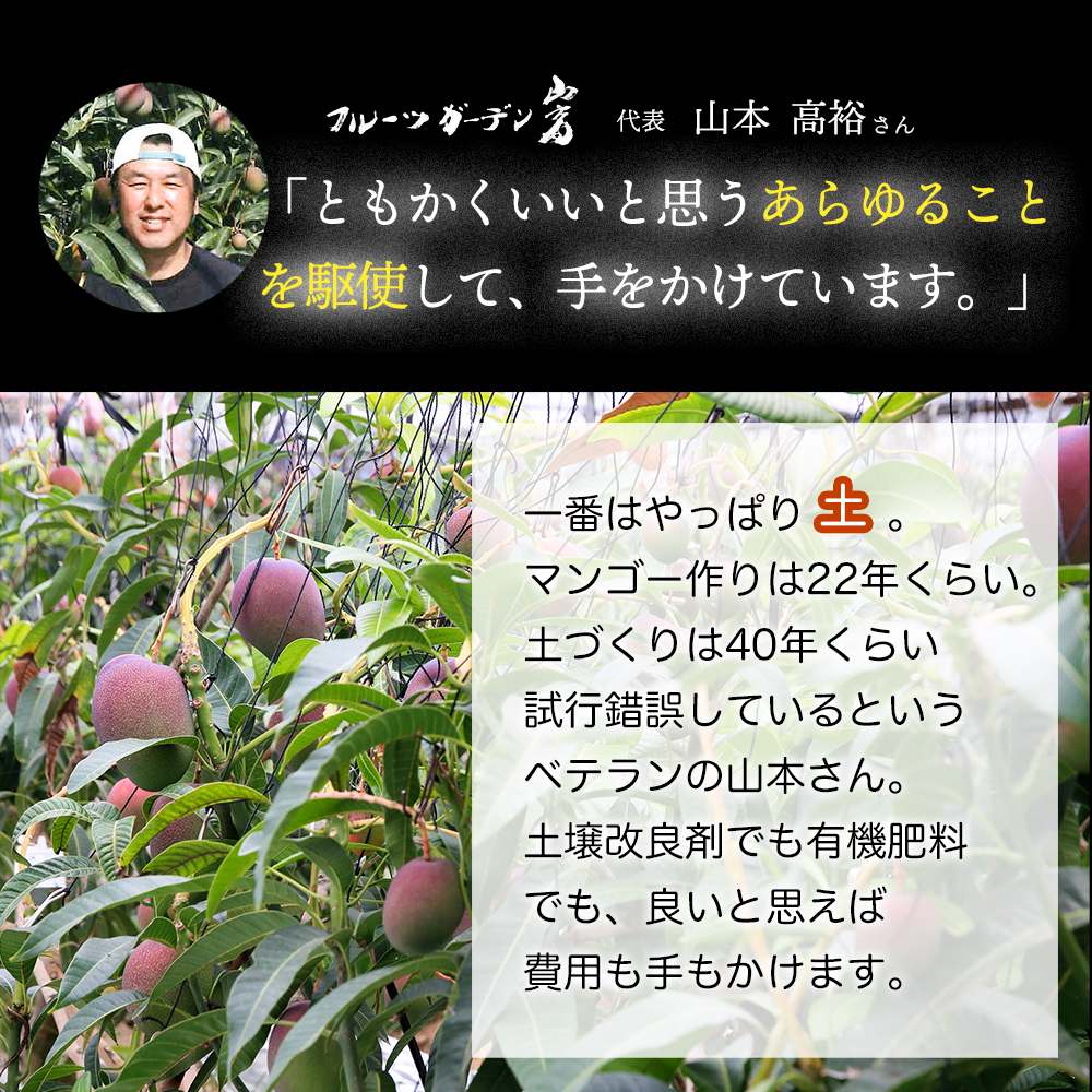 【父の日にお届け】かおる・とろける！土佐マンゴー(2〜5個)　