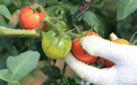 まっことうまい！水田さんのフルーツトマト【約２kg×3箱 / 簡易箱入】