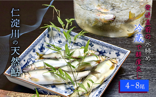 【6月から9月の発送】仁淀川の天然鮎（4匹～8匹）★冷蔵