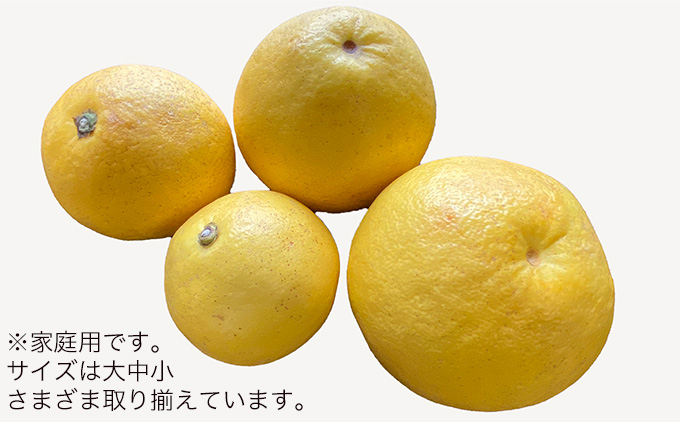 土佐文旦　家庭用2kg（池上果樹園）
