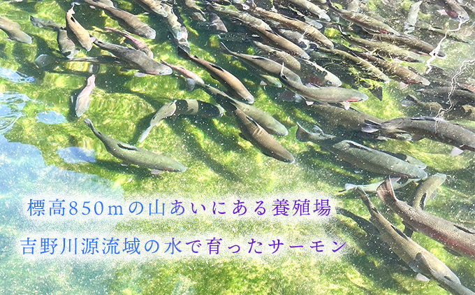 ★お中元★　氷室サーモン400g（200g×2個）