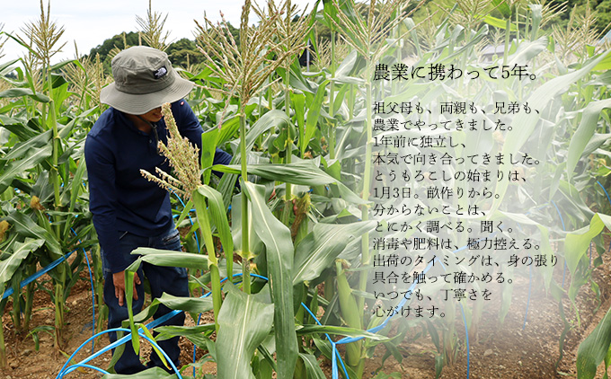 とうもろこし ドルチェドリーム10本 