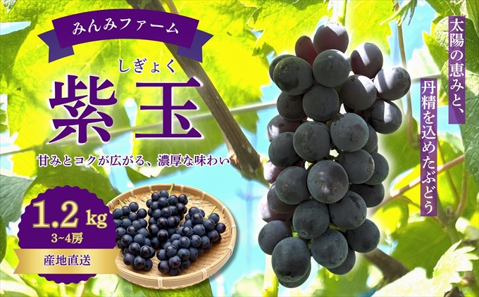 みんみファーム　ぶどう　紫玉(しぎょく)　3～4房(1.2㎏)