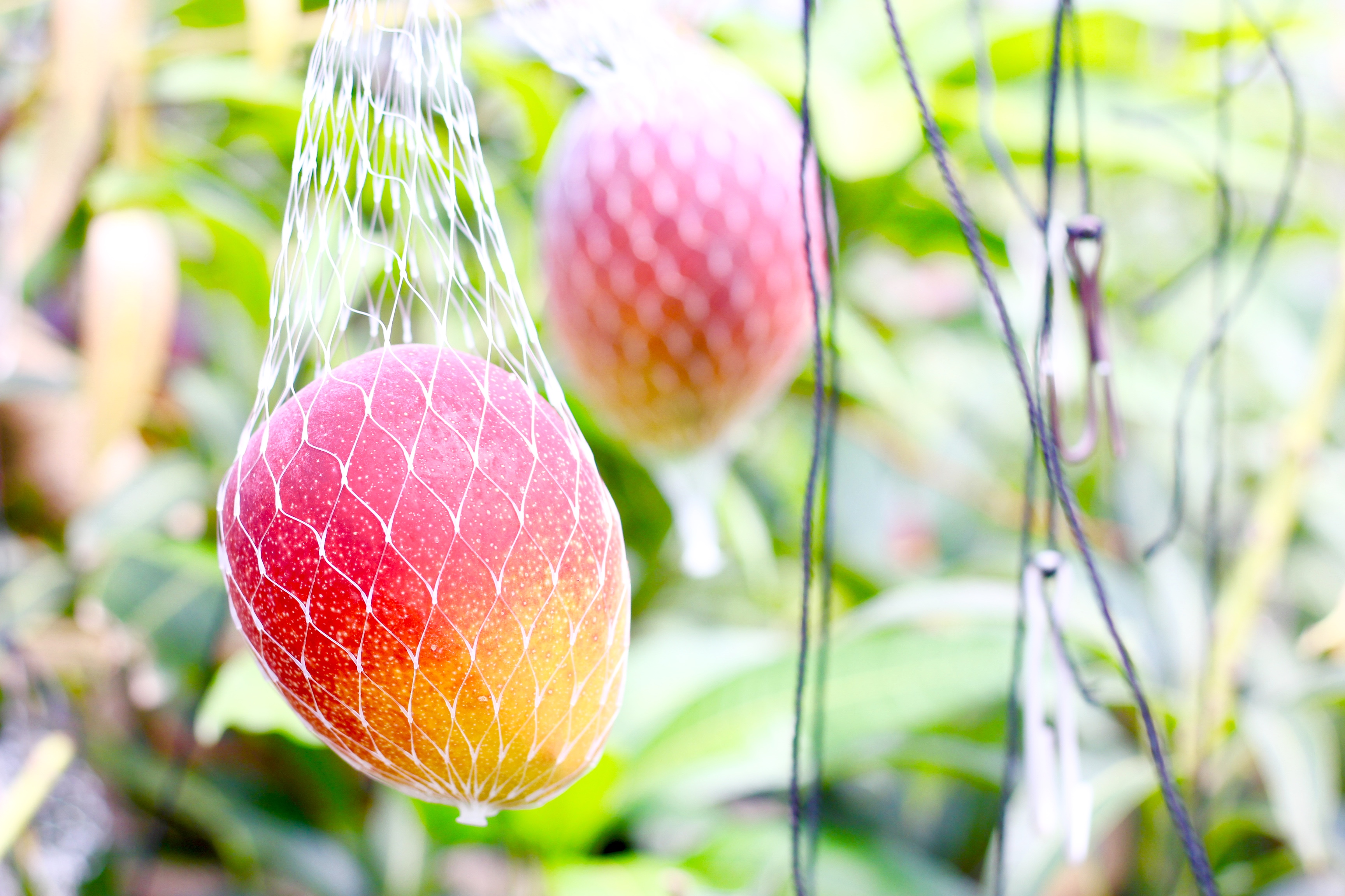 かおる・とろける！土佐マンゴー(2〜5個)×１箱