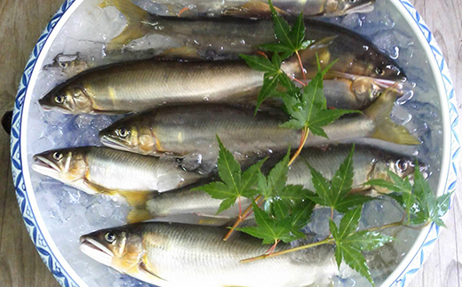 仁淀川の天然鮎（4匹〜8匹）★冷凍