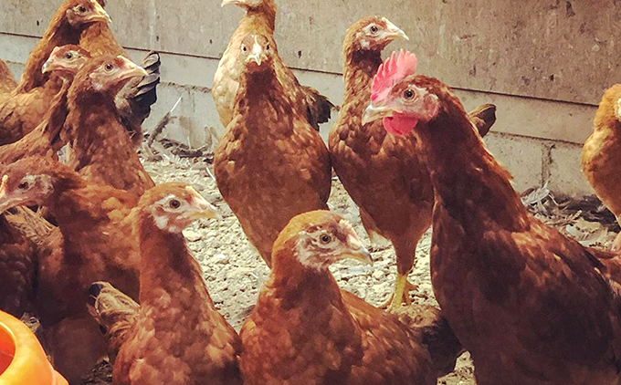 縲仙ョ壽悄萓ソ縲大悄菴舌ず繝ュ繝シ縺溘∪縺費シ12蛟句・シ嘉3蝗槭邏3騾ア髢捺ッ弱↓1蝗