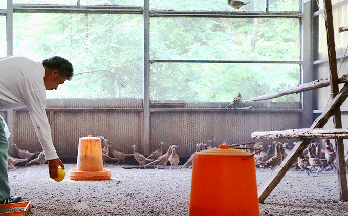 【きじ肉】土佐・本川 手箱