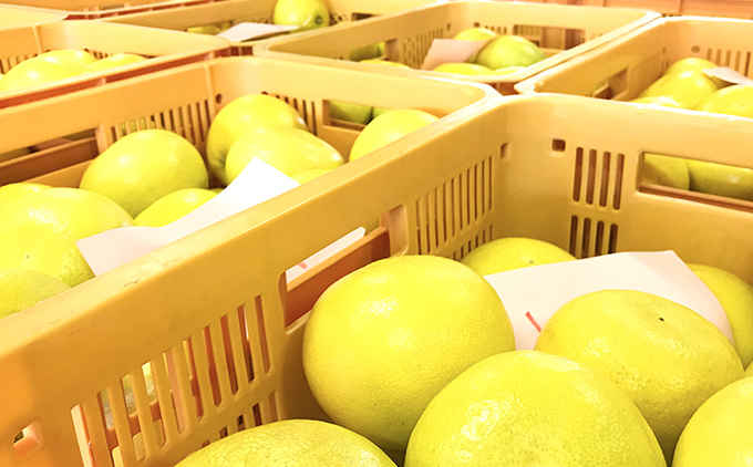 土佐文旦贈答用約5ｋｇ（高知ふるさと農園）　