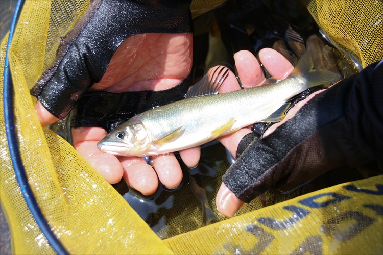 繝輔Ξ繝繧キ繝・繝槭シ繝医く繧キ繝「繝医&繧薙ョ螟ゥ辟カ魄趣シ亥キ蜃搾シ500g